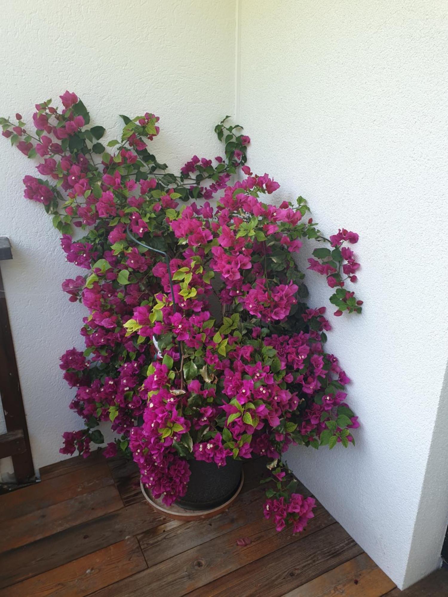 Appartementhaus Huettenberger 埃普芬多夫 外观 照片